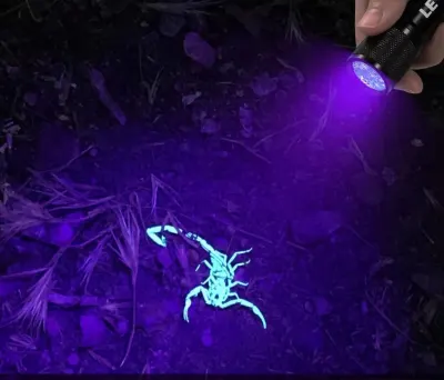 UV Flashlight with 9 LEDs, Ultraviolet Light, Portable Sports Accessory, sports activities, equipment, accessories ad in Riga 6